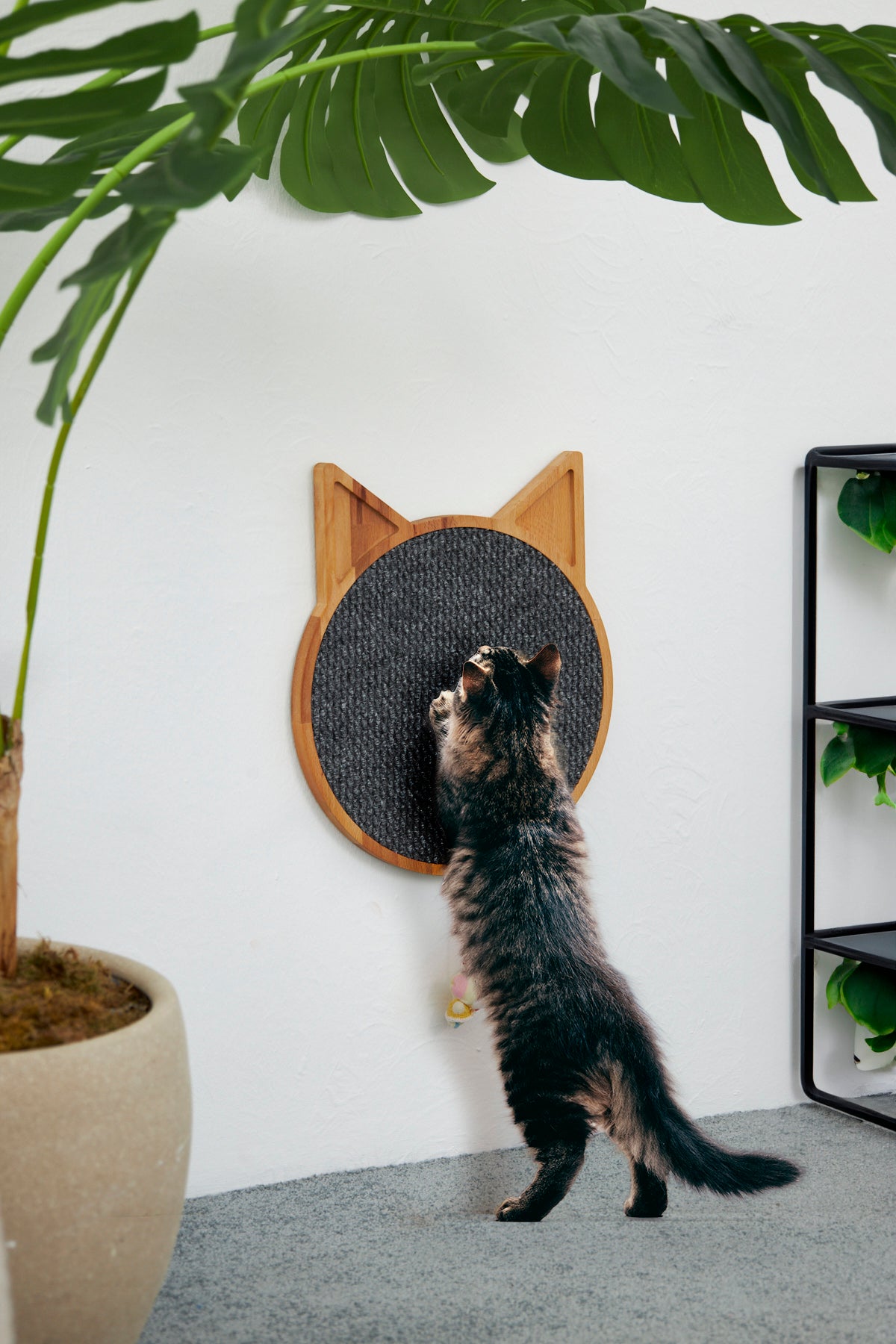 Duvara Monte Masif Ahşap Doğal Yuvarlak Kedi Tırmalama Tahtası